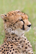 2012-04-16 Masai Mara MG 3515