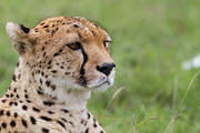 2012-04-16 Masai Mara MG 3527