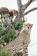 2012-07-21 Masai Mara MGP4166