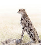 2012-07-21 Masai Mara MGP4497