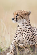 2012-07-21 Masai Mara MG 6637