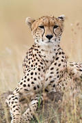 2012-07-21 Masai Mara MG 6665