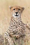 2012-07-21 Masai Mara MG 6678