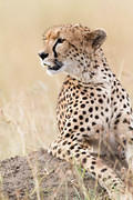 2012-07-21 Masai Mara MG 6685