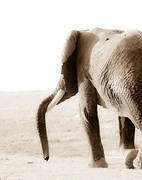 05 08 22 Amboseli elephant-trunk-draped-over-tusk