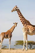 04 02 14 Melewa complimentary-giraffe-necks