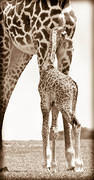 04 04 18 Crescent Island giraffe-adult-and-newborn