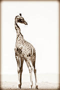 06 03 16 Crescent Island sepia-giraffe-backward-glance