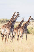 2012-08-10 Masai Mara MG 9885