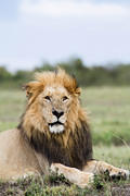 10-12-03 Masai Mara MG 4231