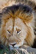 2011-06-08 Masai Mara aroused-lion