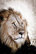 2011-06-08 Masai Mara o-bleak lion