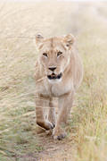 2012-07-21 Masai Mara MGP3564