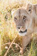2012-08-10 Masai Mara MGP9064