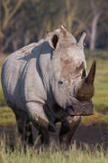 rhino cresting hill 2011-11-6 Nakuru