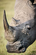 rhino face 03 10 12 Nakuru