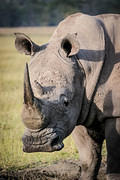 rhino head 03 10 12 Nakuru