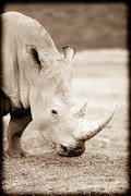 rhino profile sepia 03 10 12 Nakuru