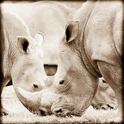 rhino trio 2011-03-19 Nakuru