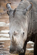 rhinoceros head 2012-3-15 Nakuru
