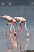 feeding flamingos 06 12 10 Nakuru