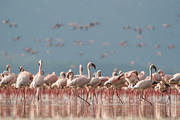 flamingo concentration 07 07 22 Nakuru