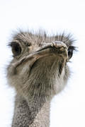 04 02 14 Melewa ostrich chin shot