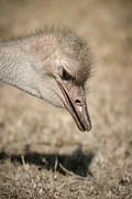04 02 14 Melewa ostrich head at ground level