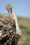 04 02 14 Melewa preening ostrich closeup