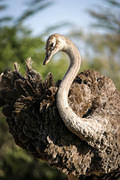 04 02 14 Melewa preening ostrich