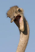 04 02 14 Melewa smiling ostrich
