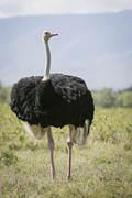 05 04 16 Nakuru male ostrich full length front