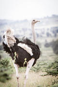2011-04-15 Athi Plains ostrich creative flair